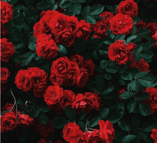 Светлана Руднева